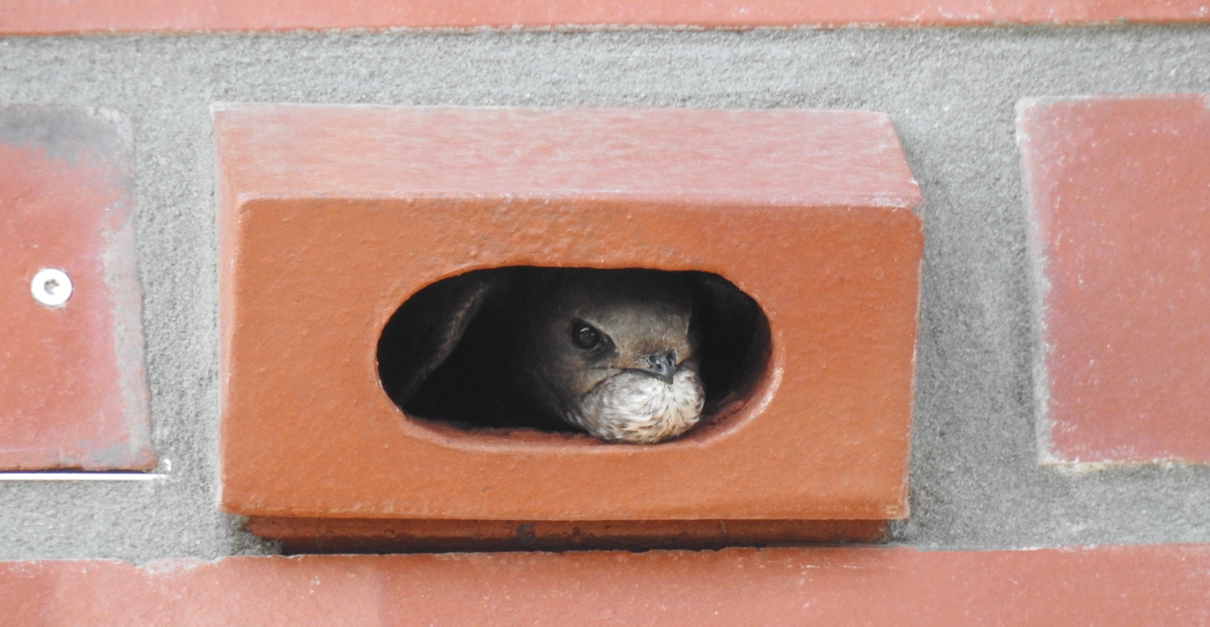 Scotland's nesting aid requirement and why Germany needs to be more ambitious