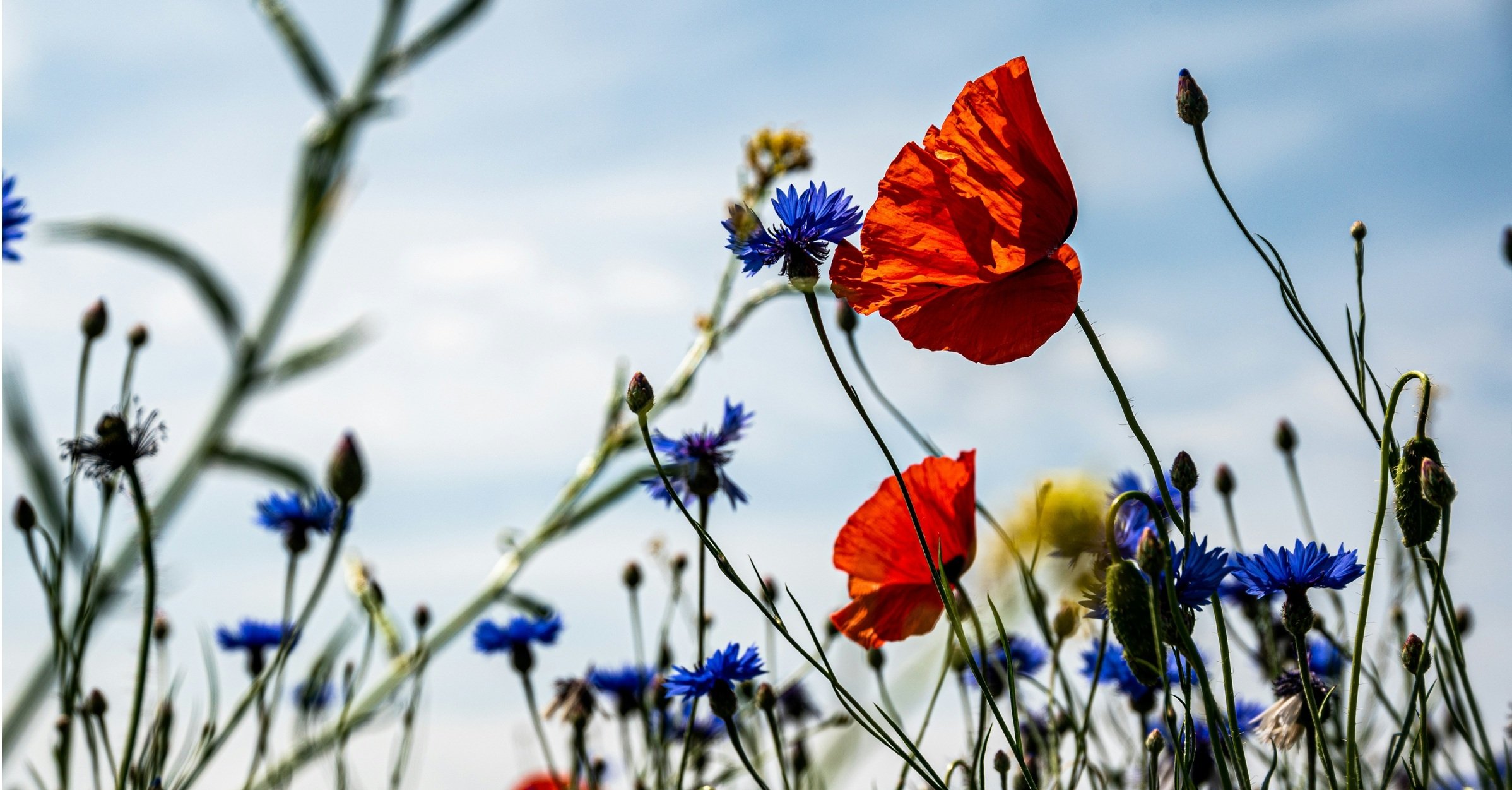 Biodiversität im Fokus